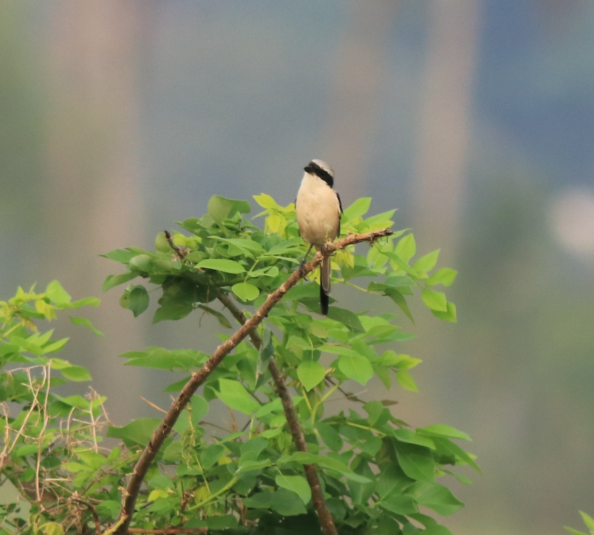 Long-tailed Shrike - ML638741324