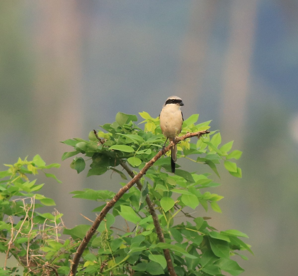Long-tailed Shrike - ML638741325