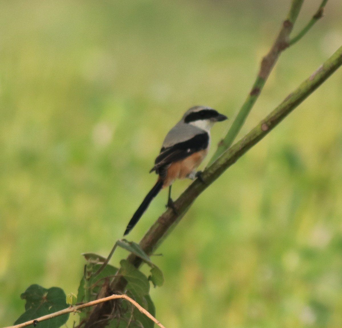 Long-tailed Shrike - ML638741328