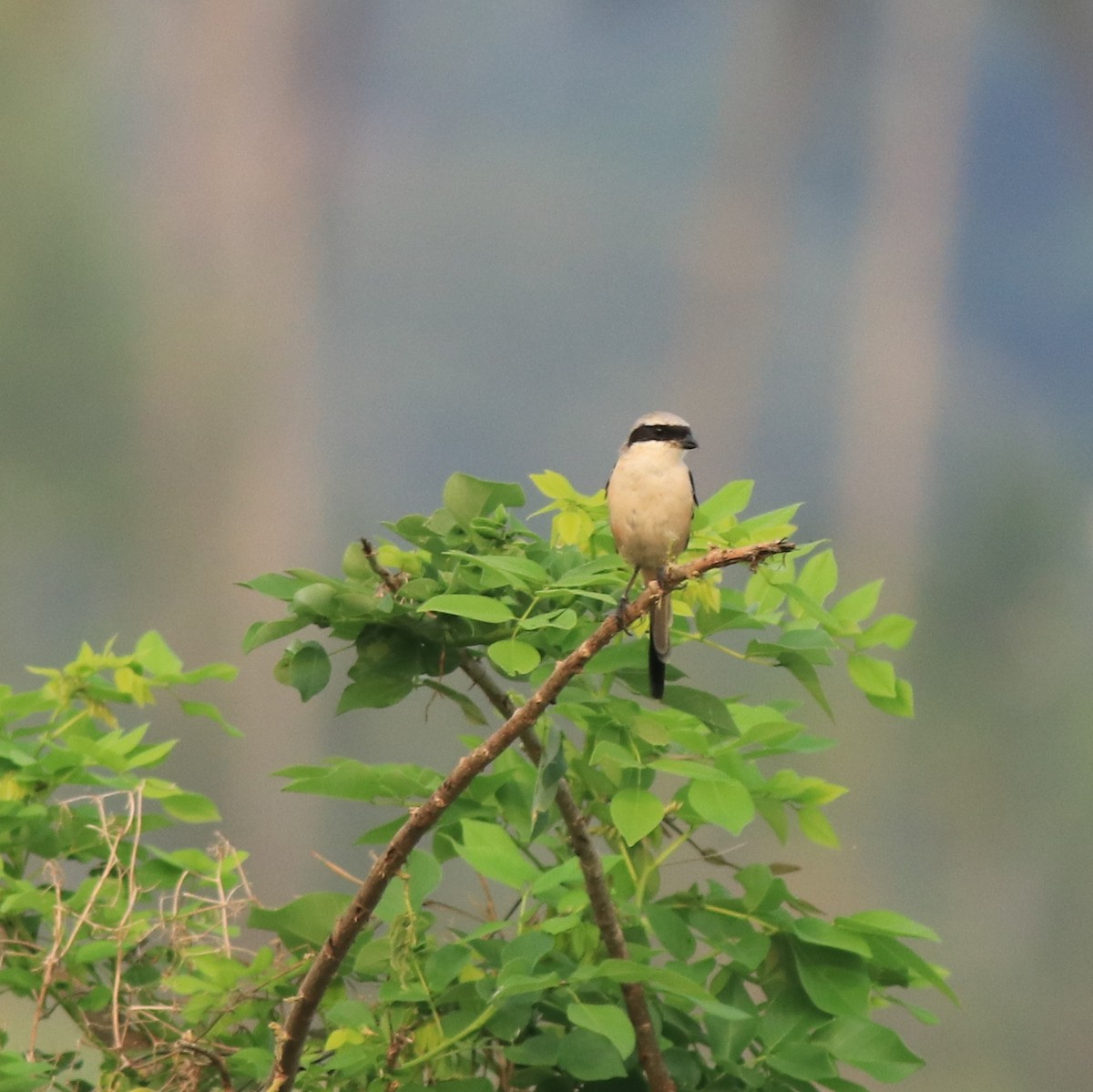 Long-tailed Shrike - ML638741329