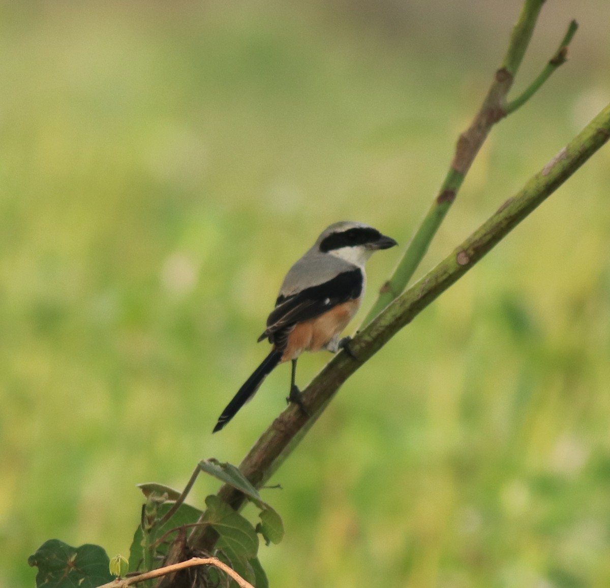Long-tailed Shrike - ML638741330