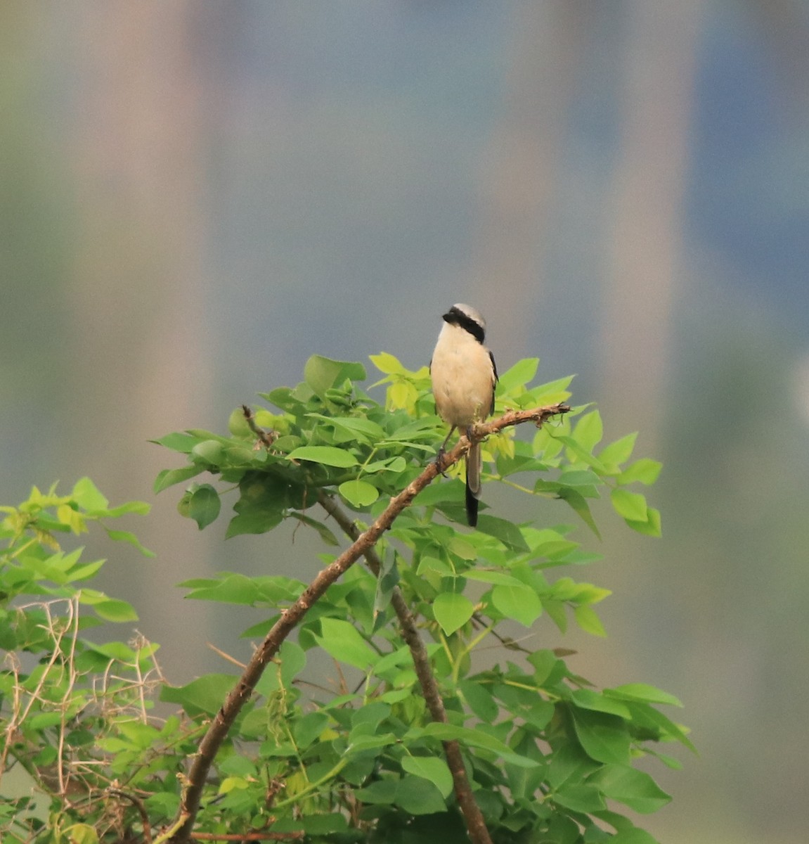 Long-tailed Shrike - ML638741331