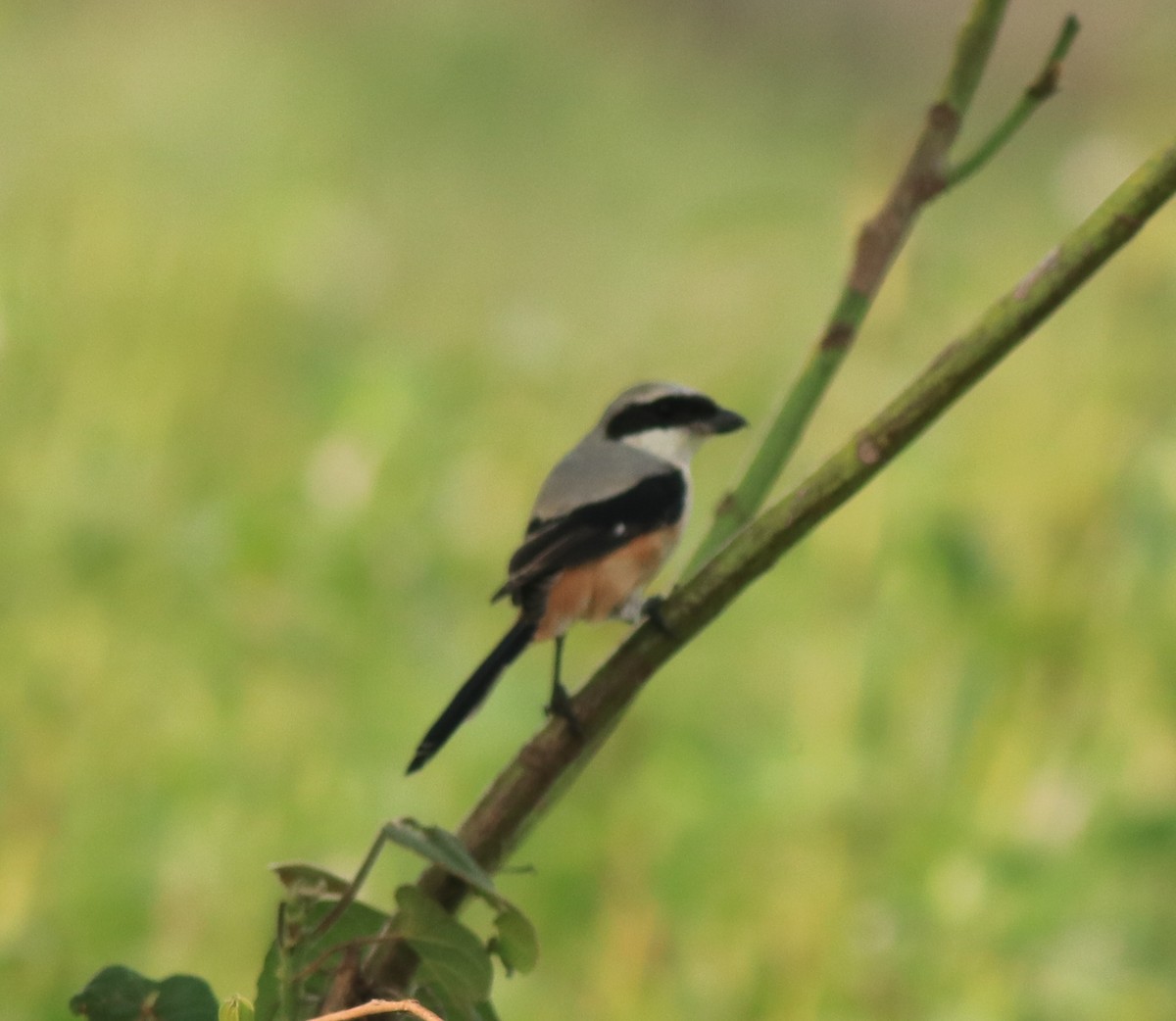 Long-tailed Shrike - ML638741332