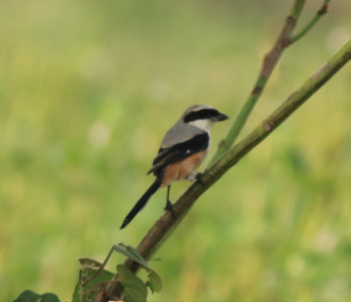 Long-tailed Shrike - ML638741333