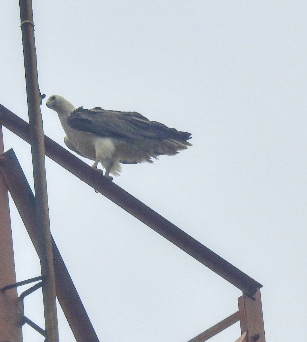 White-bellied Sea-Eagle - ML638741339