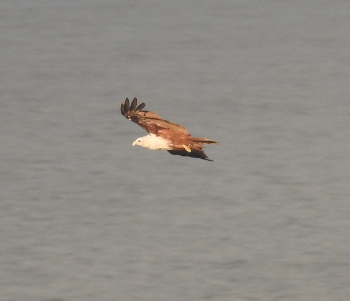 Brahminy Kite - ML638741347