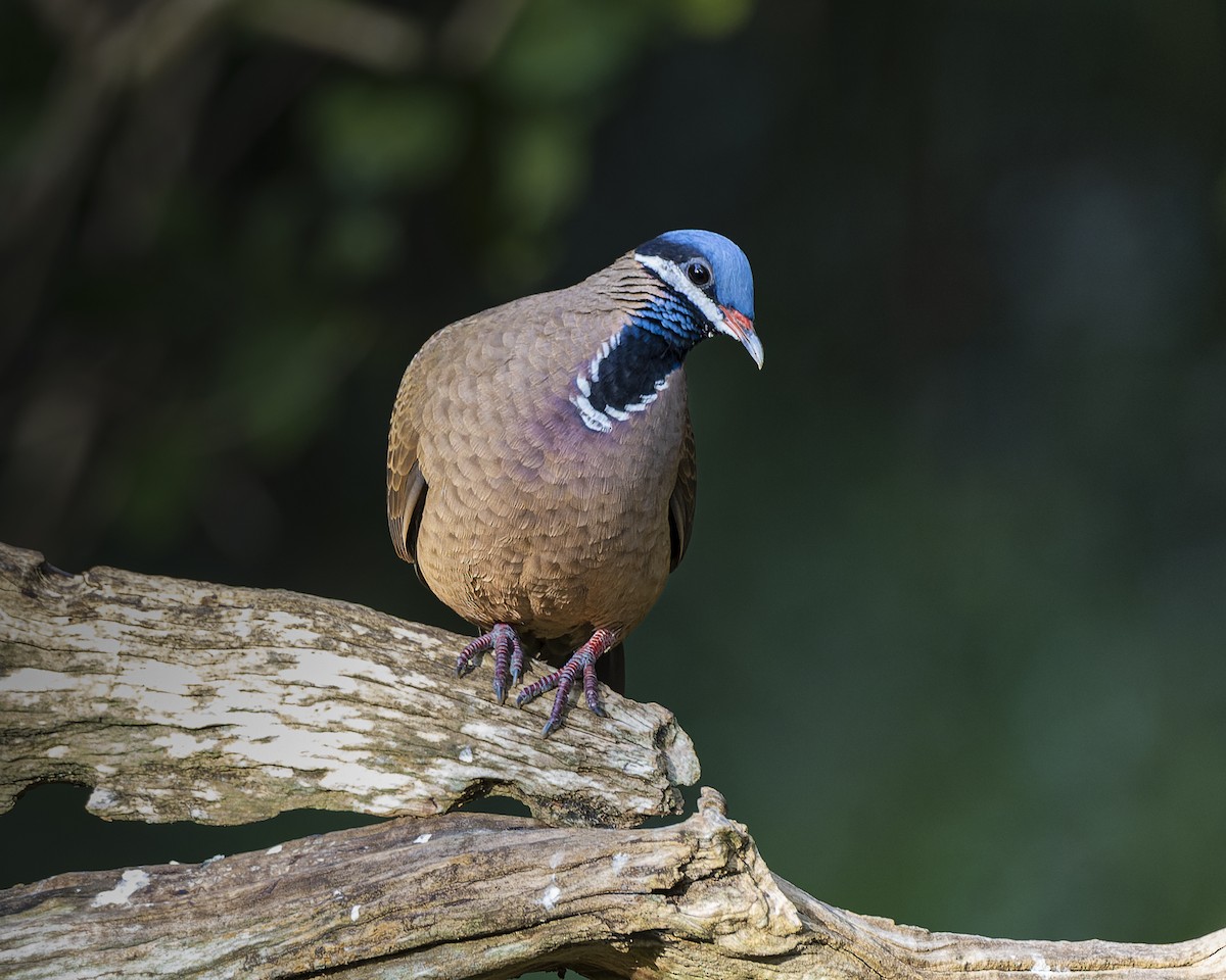 Blue-headed Quail-Dove - ML638741349