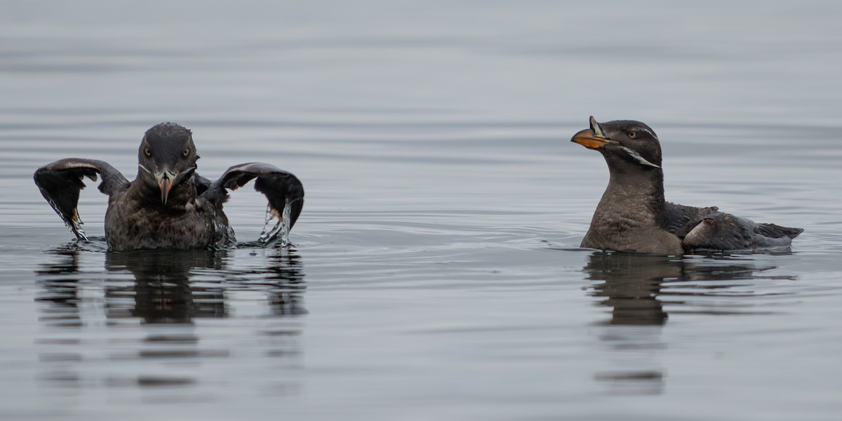 Rhinoceros Auklet - ML638741362