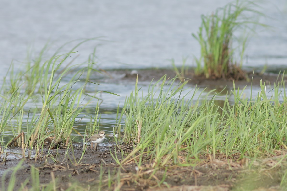 Little Ringed Plover - ML638741365