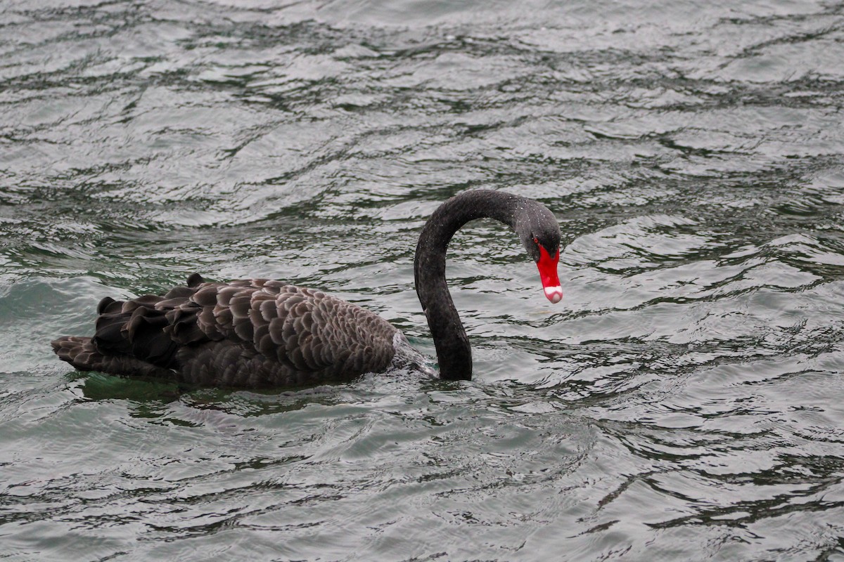 Black Swan - ML638741366