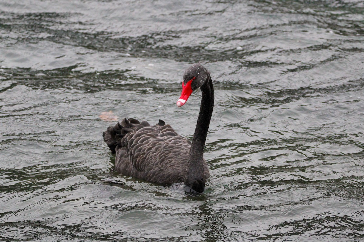 Black Swan - ML638741367