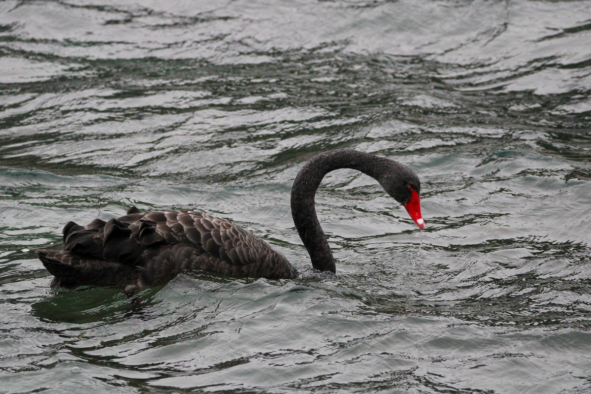 Black Swan - ML638741369