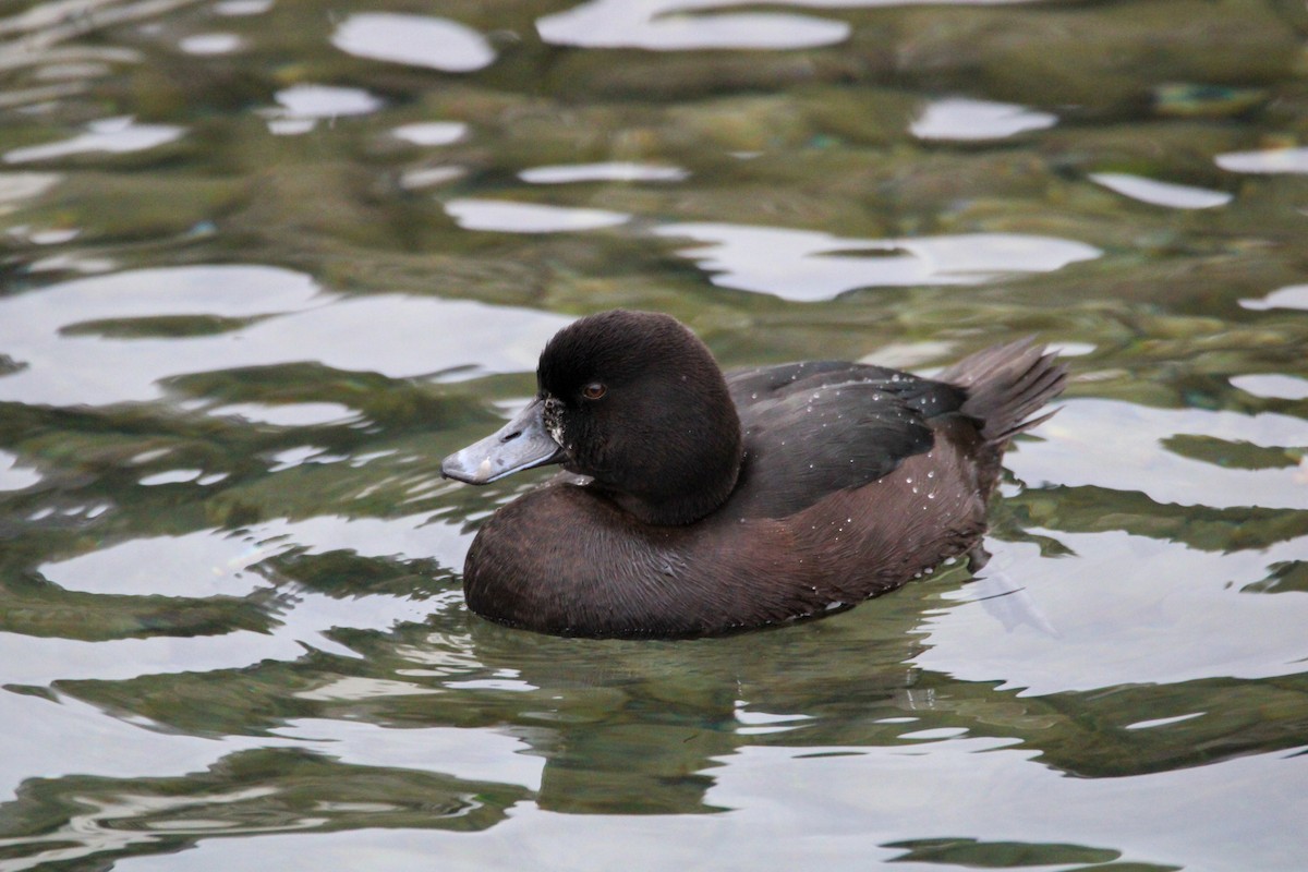New Zealand Scaup - ML638741370