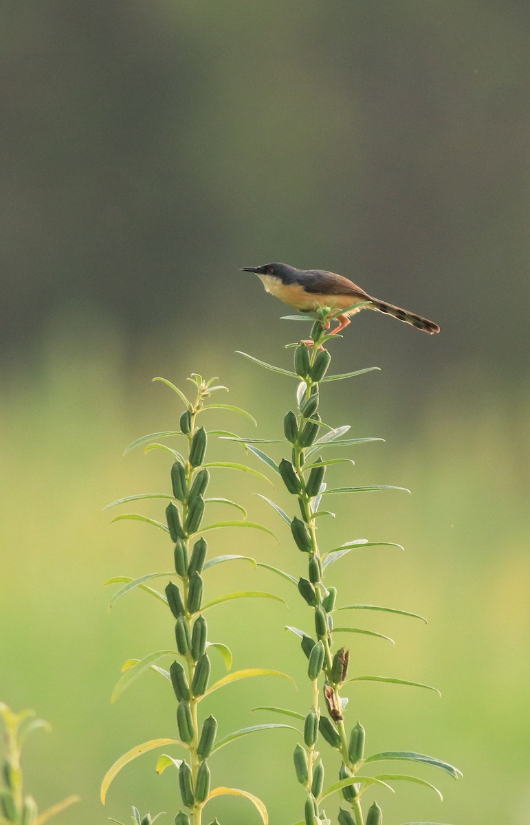 Ashy Prinia - ML638741371