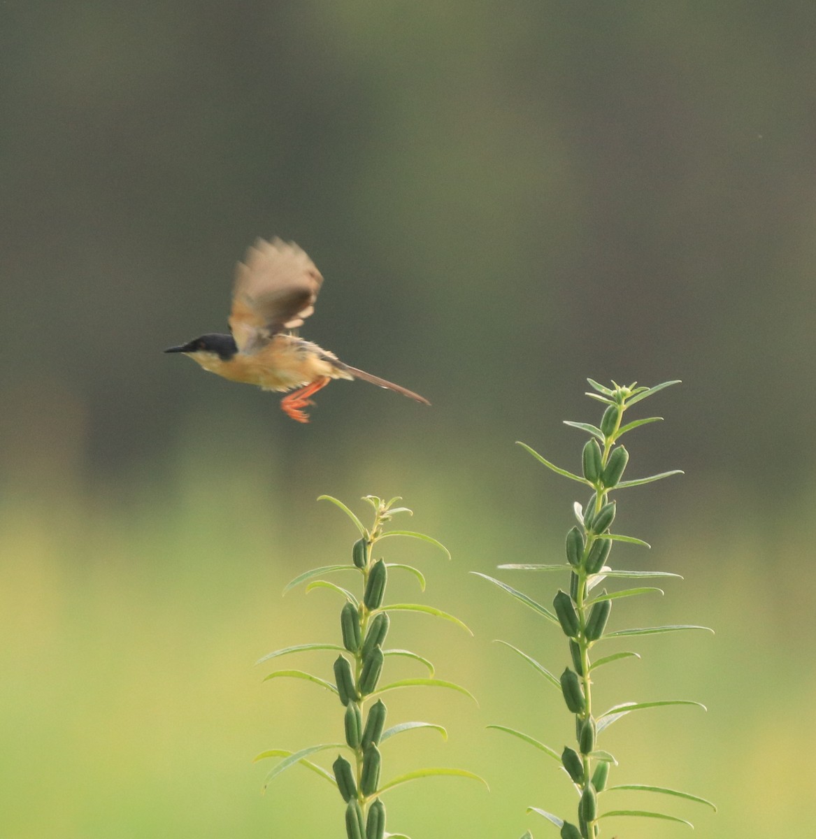 Ashy Prinia - ML638741372