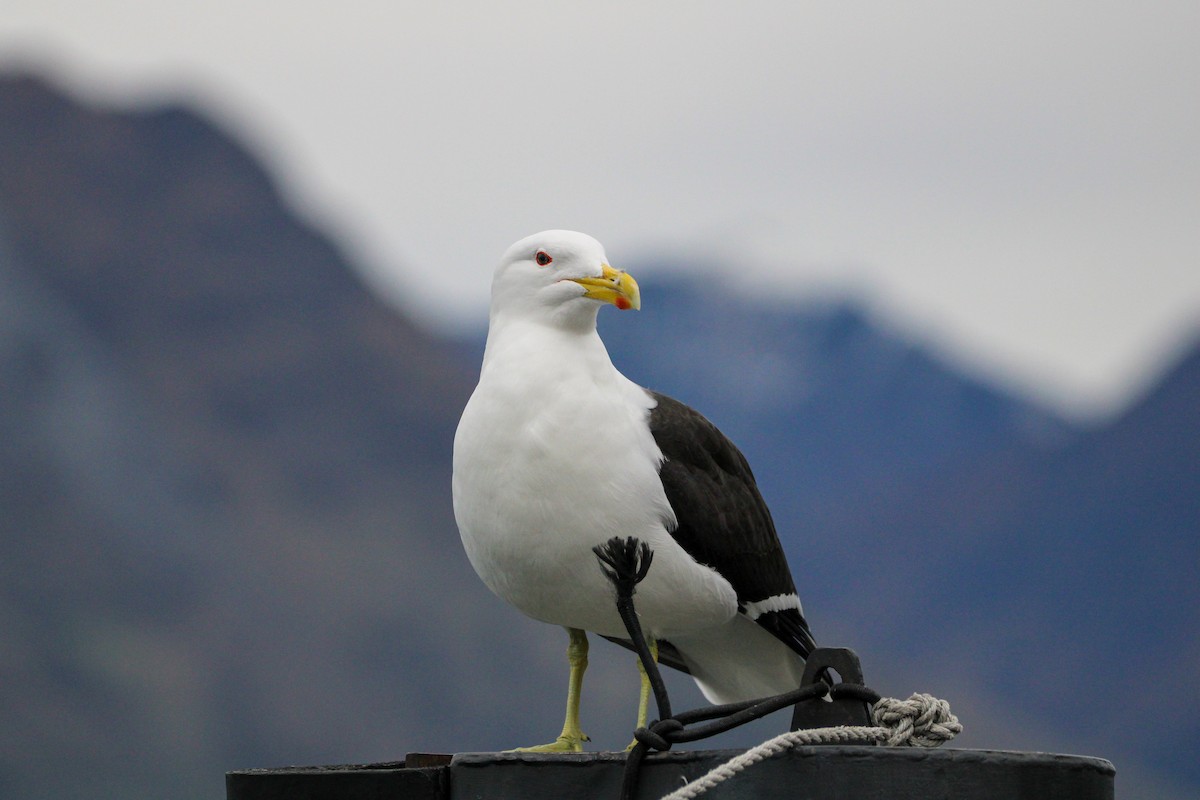 Kelp Gull - ML638741374