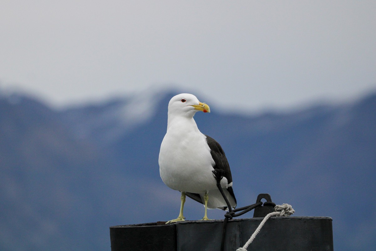 Kelp Gull - ML638741375