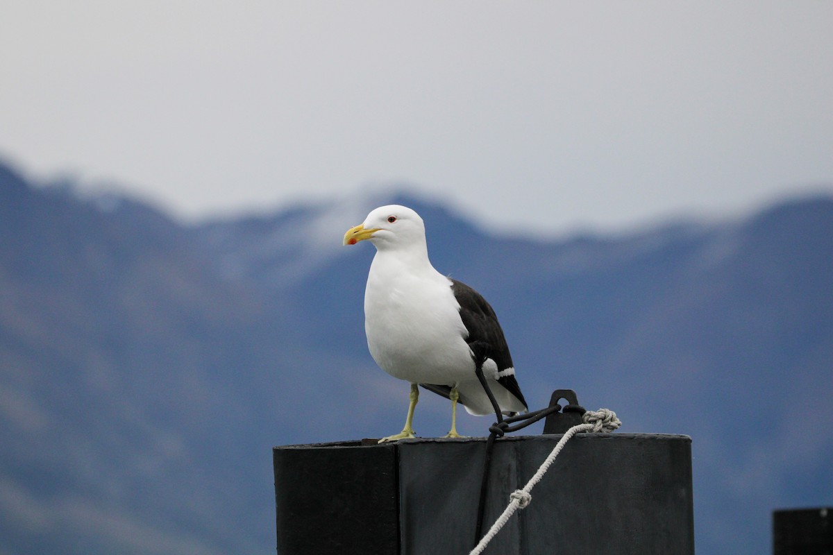 Kelp Gull - ML638741376