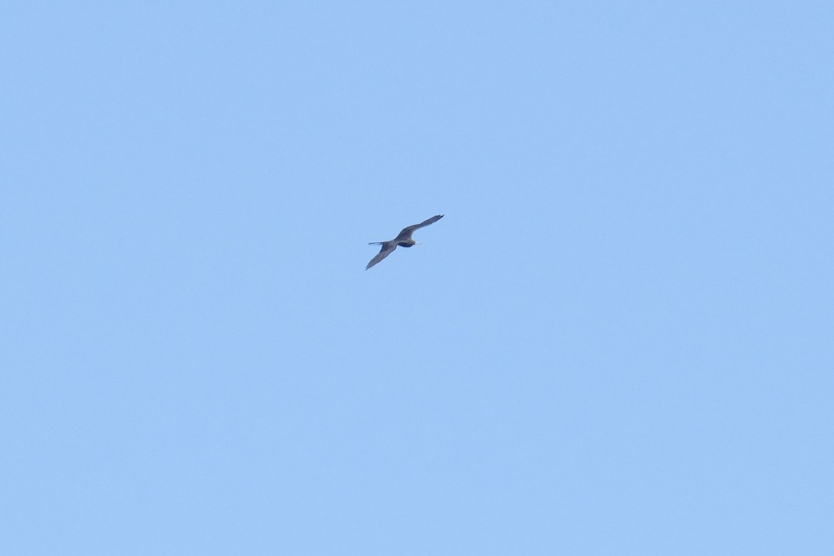 Magnificent Frigatebird - ML638741378