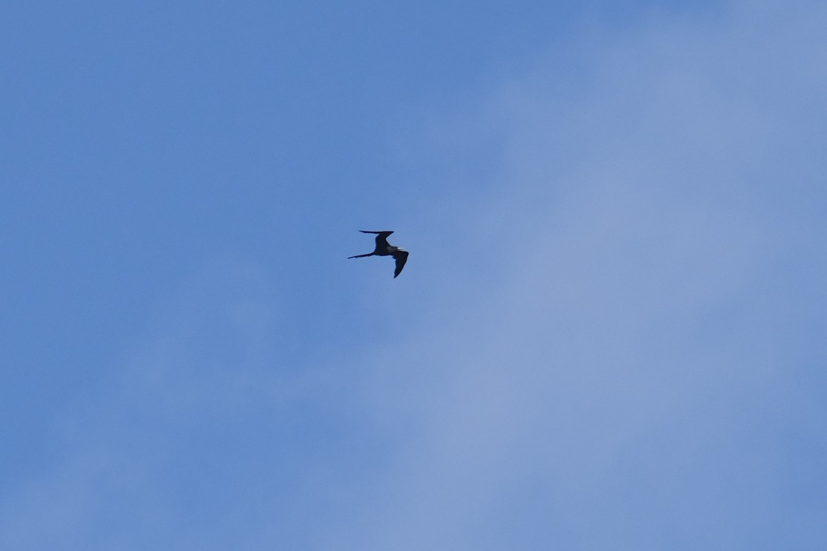 Magnificent Frigatebird - ML638741379