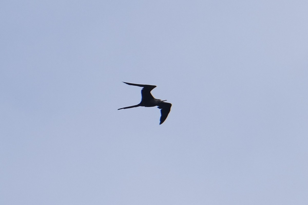Magnificent Frigatebird - ML638741380