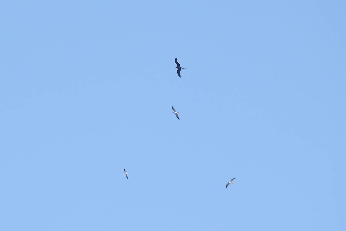 Magnificent Frigatebird - ML638741381