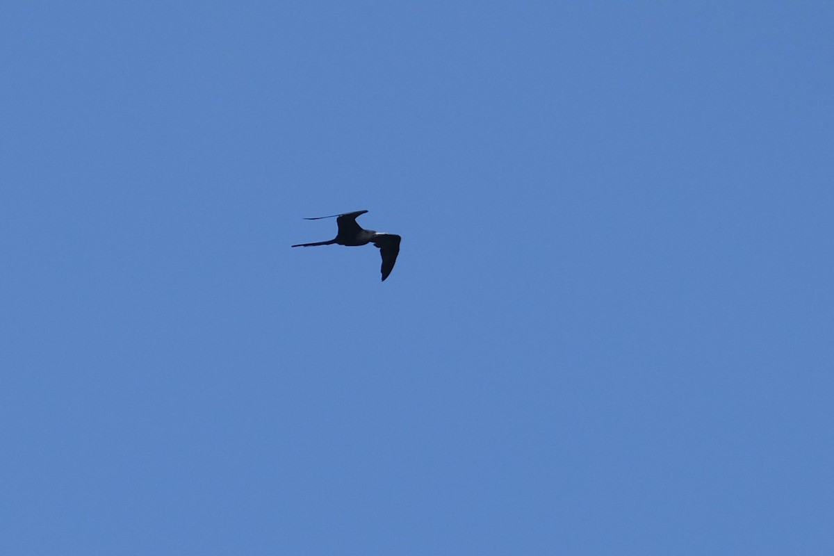 Magnificent Frigatebird - ML638741383