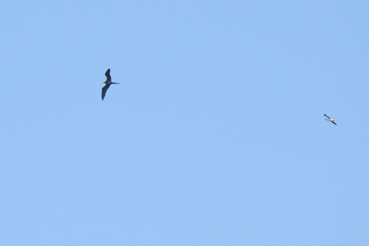 Magnificent Frigatebird - ML638741384
