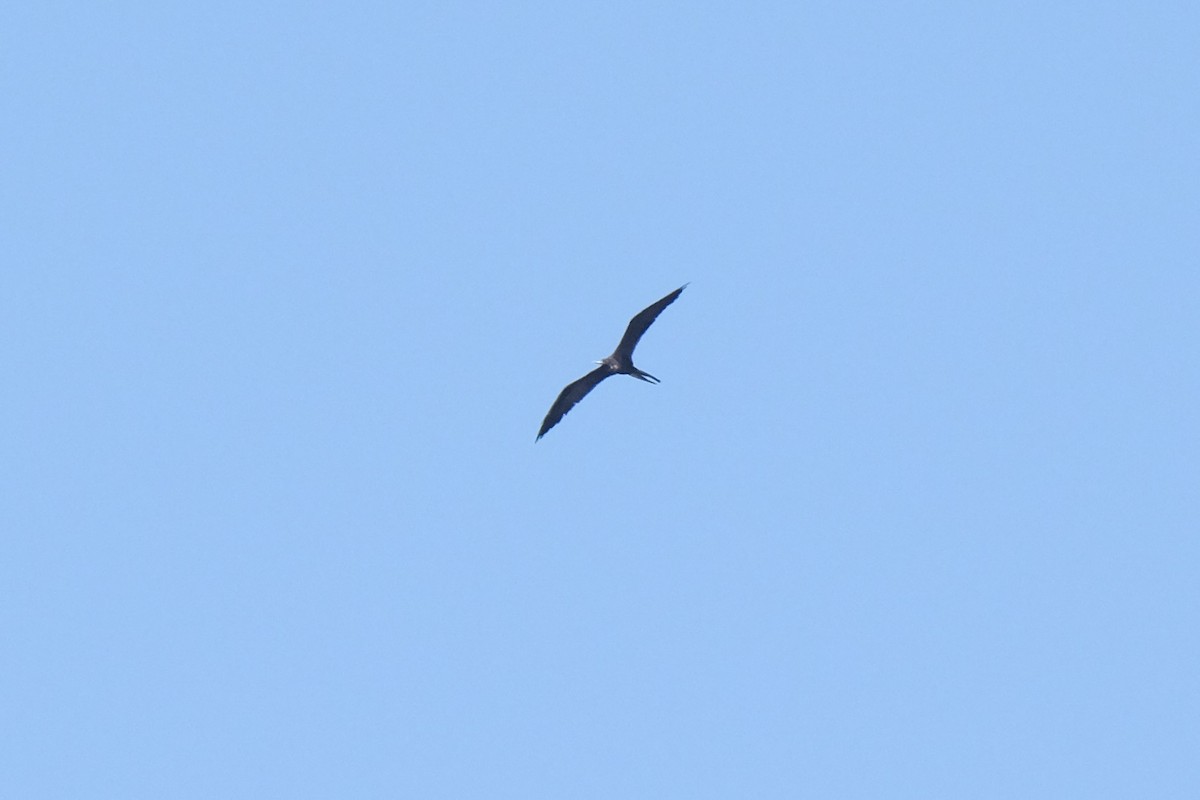 Magnificent Frigatebird - ML638741385