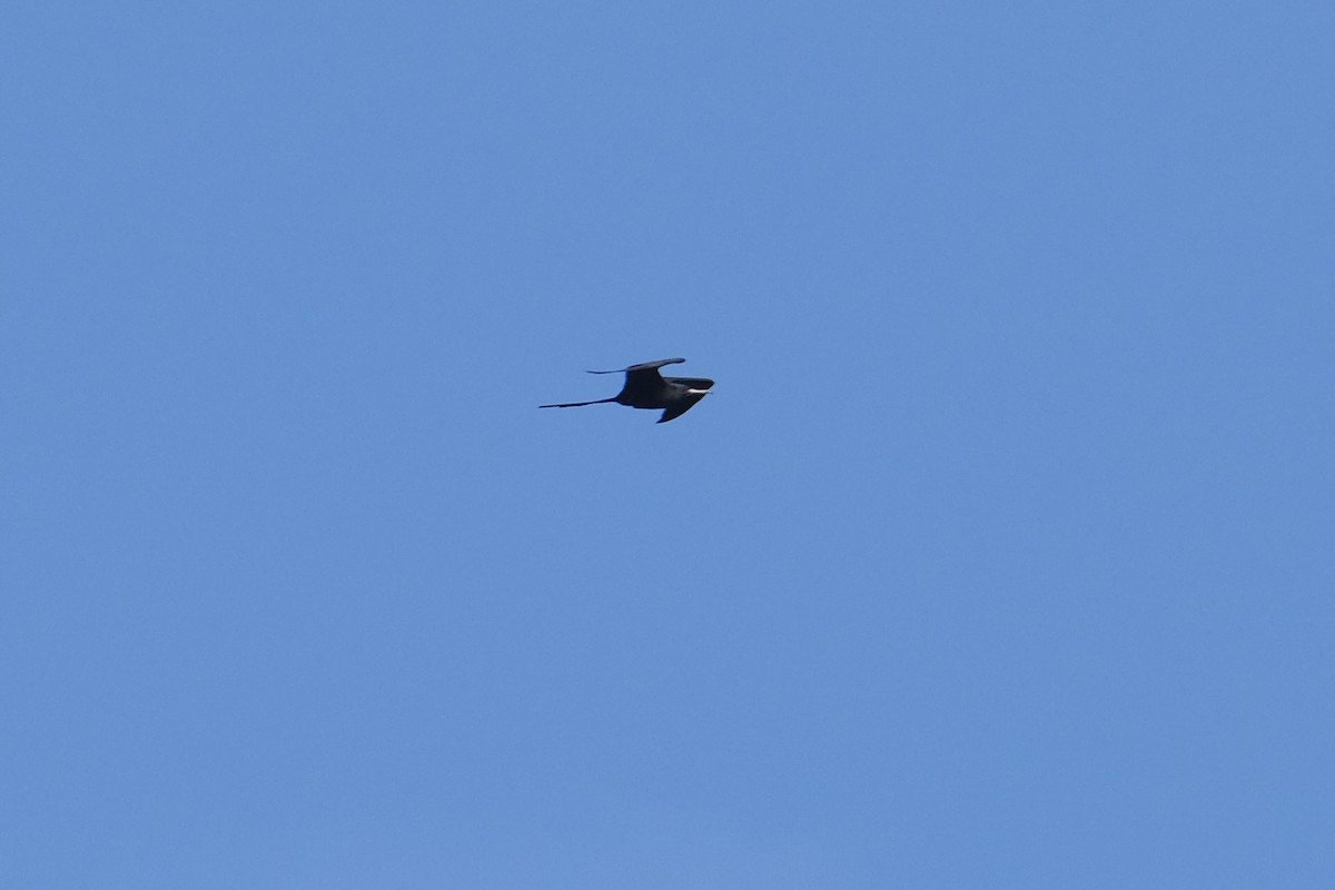 Magnificent Frigatebird - ML638741386