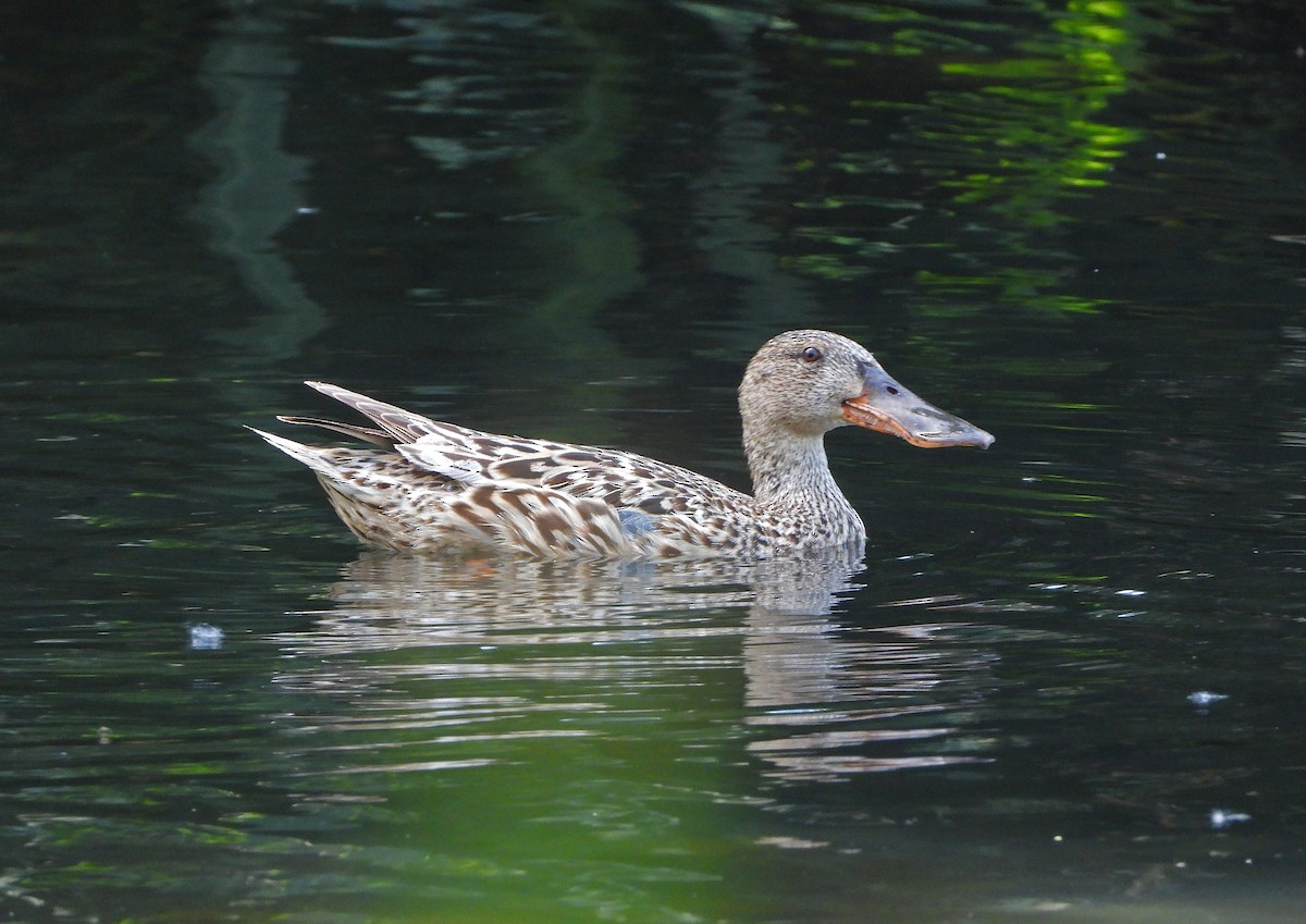 Northern Shoveler - ML638741387