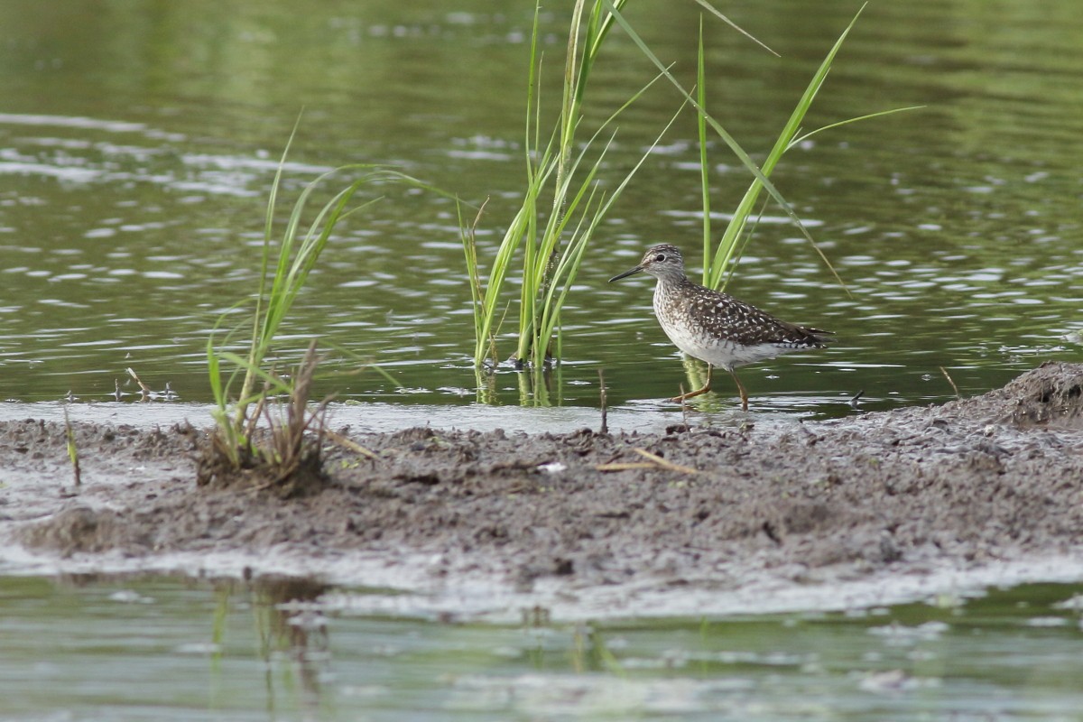 Wood Sandpiper - ML638741389