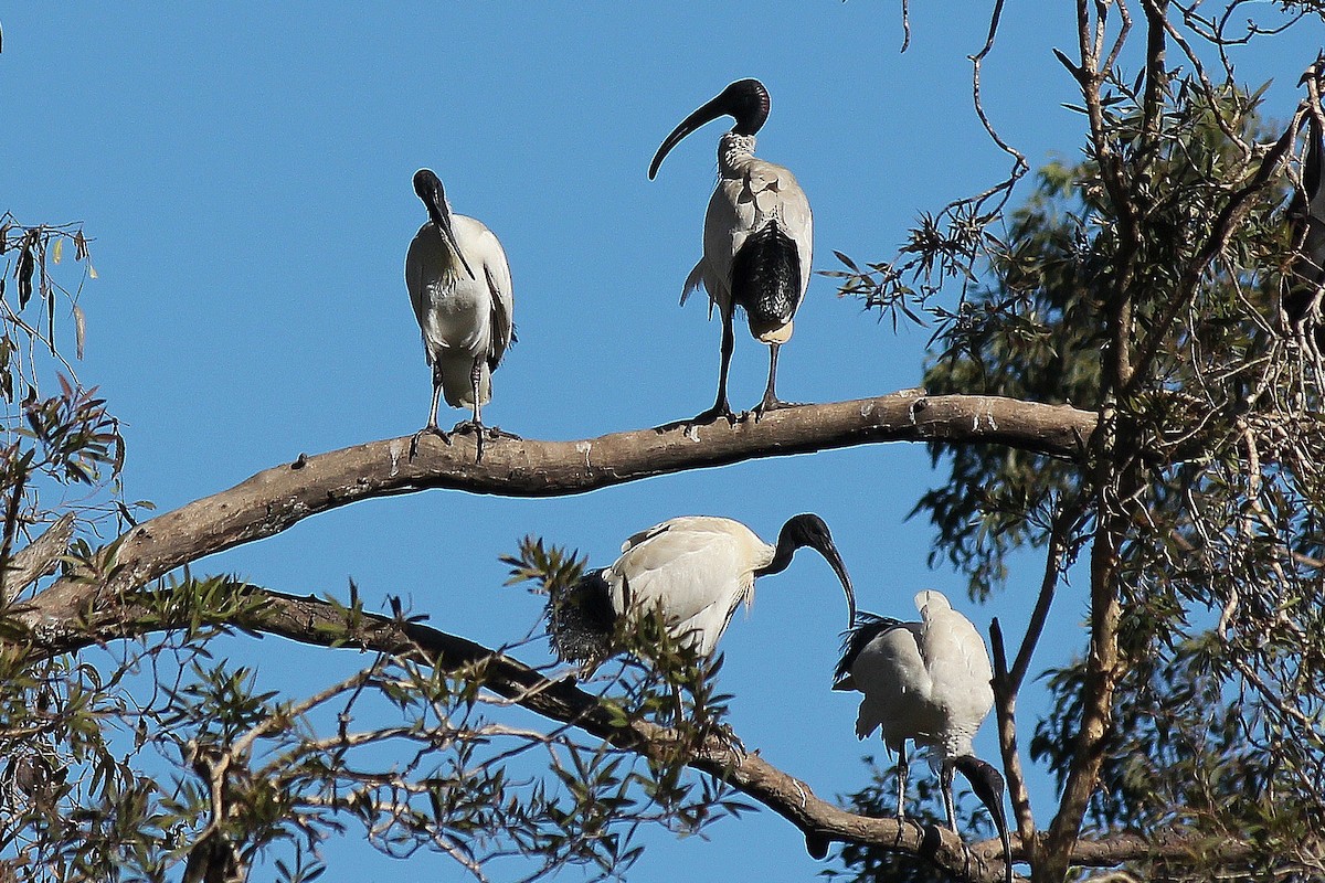 Australian Ibis - ML638741391