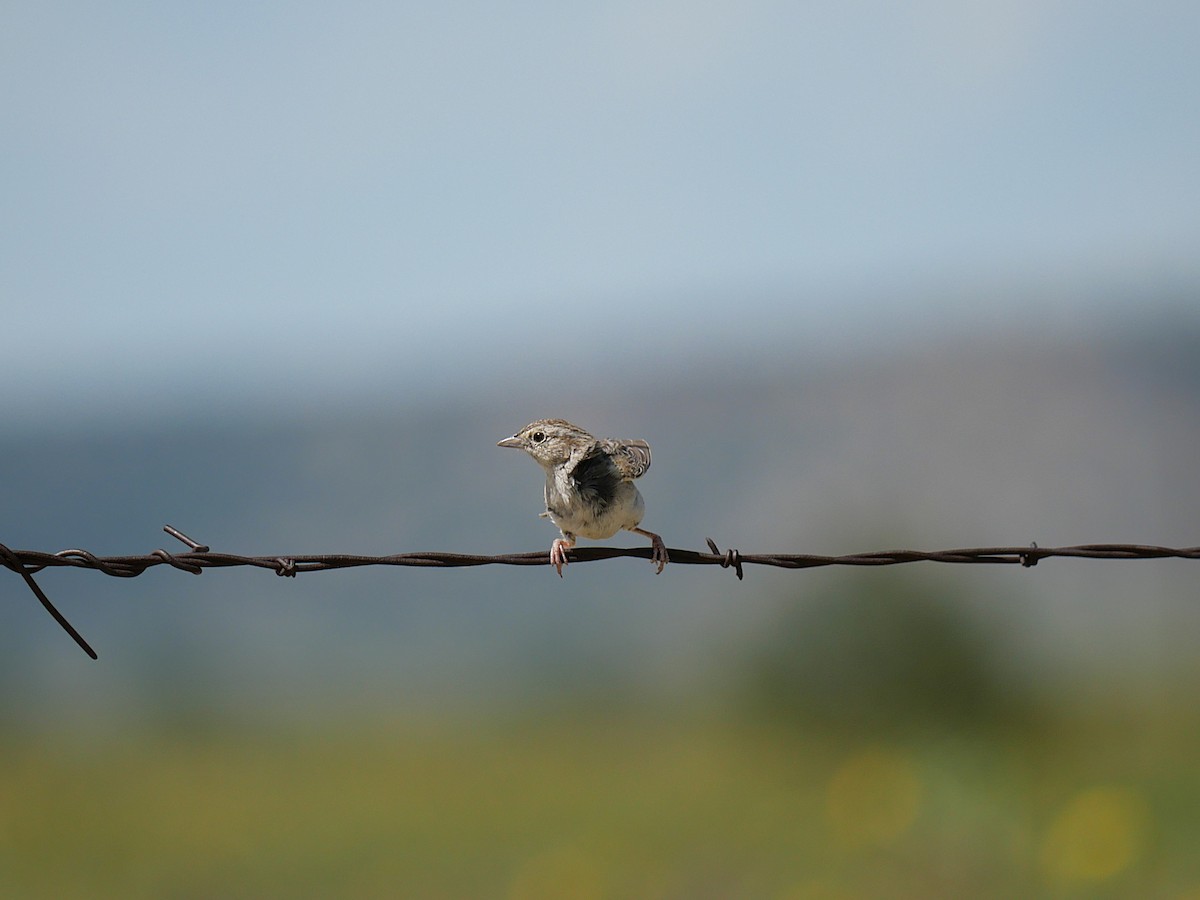 Cassin's Sparrow - ML638741392