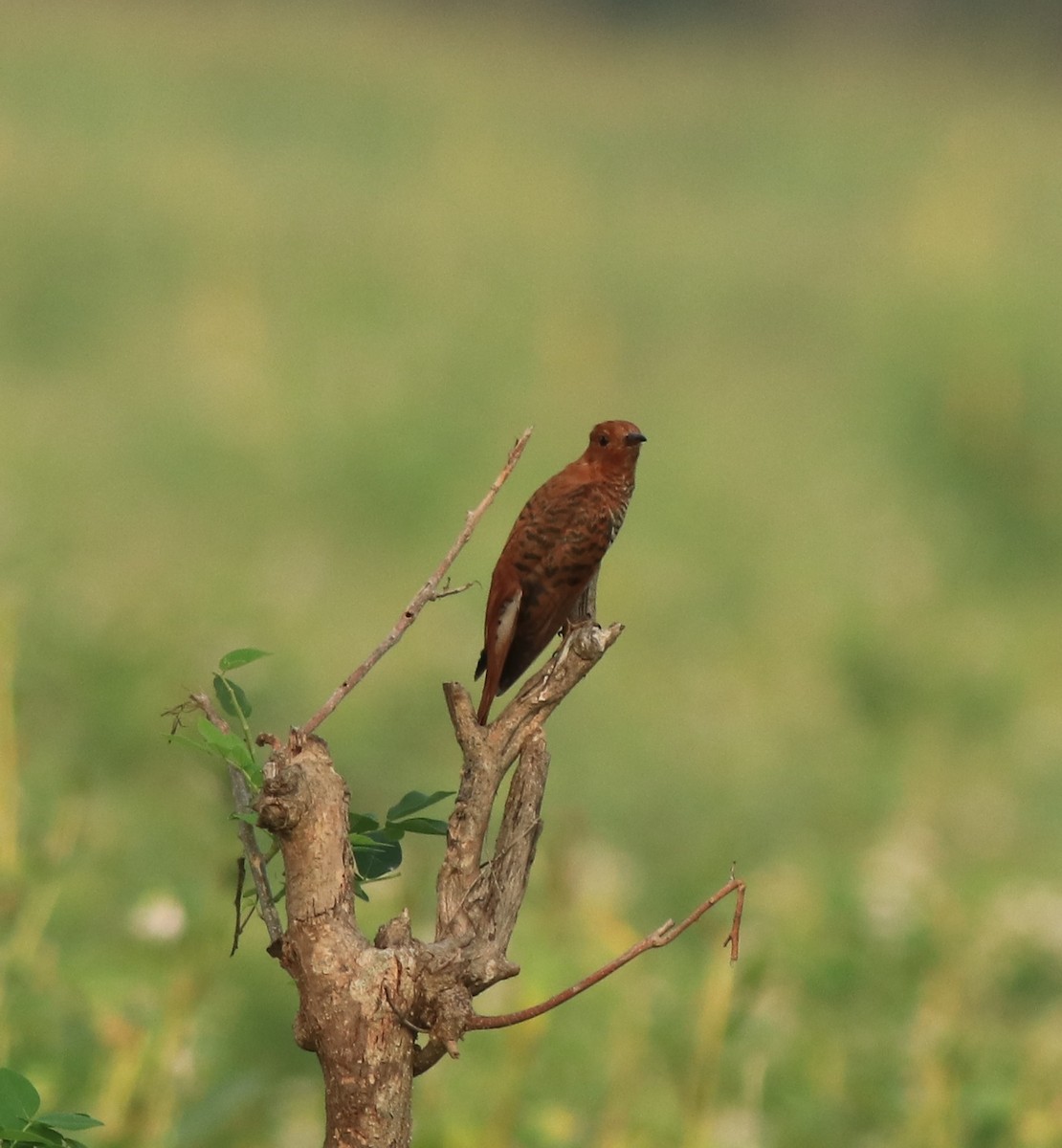 Gray-bellied Cuckoo - ML638741395