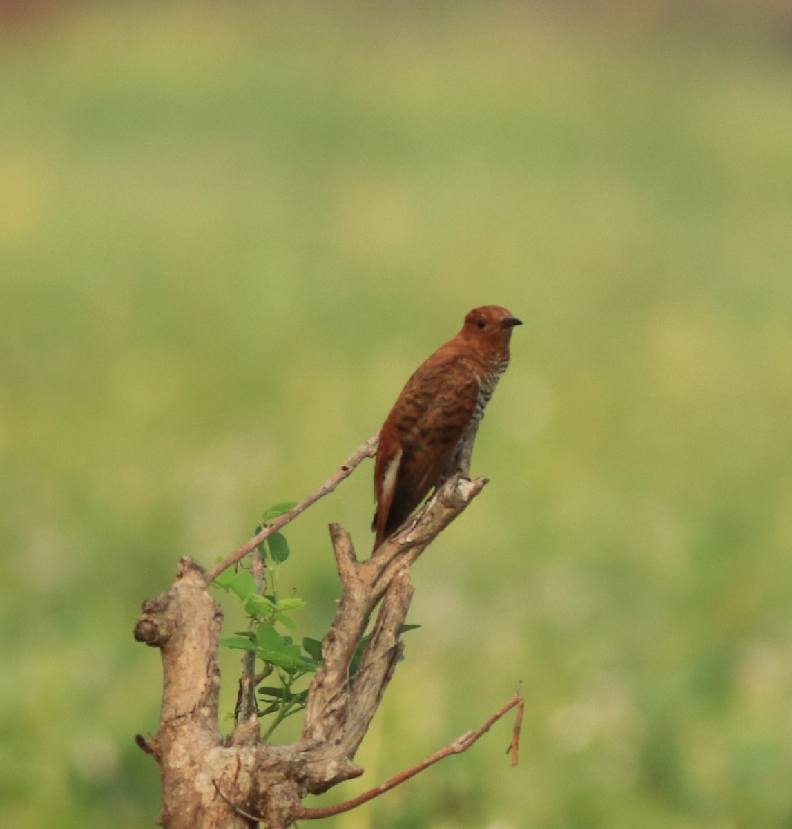Gray-bellied Cuckoo - ML638741397