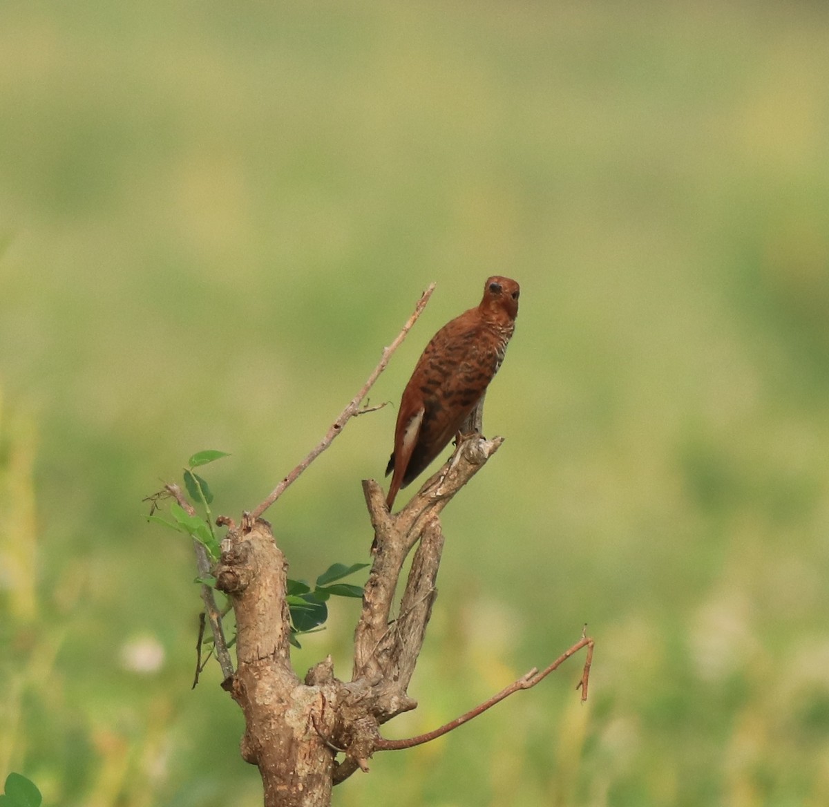 Gray-bellied Cuckoo - ML638741398