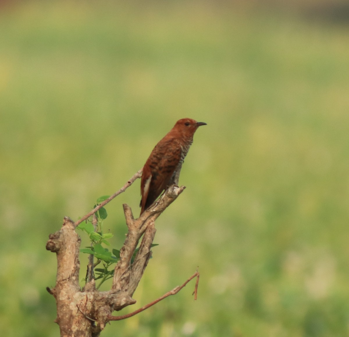 Gray-bellied Cuckoo - ML638741399