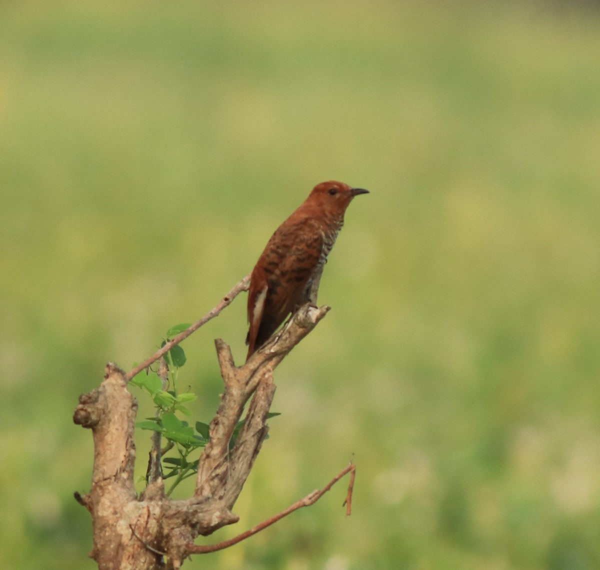 Gray-bellied Cuckoo - ML638741400