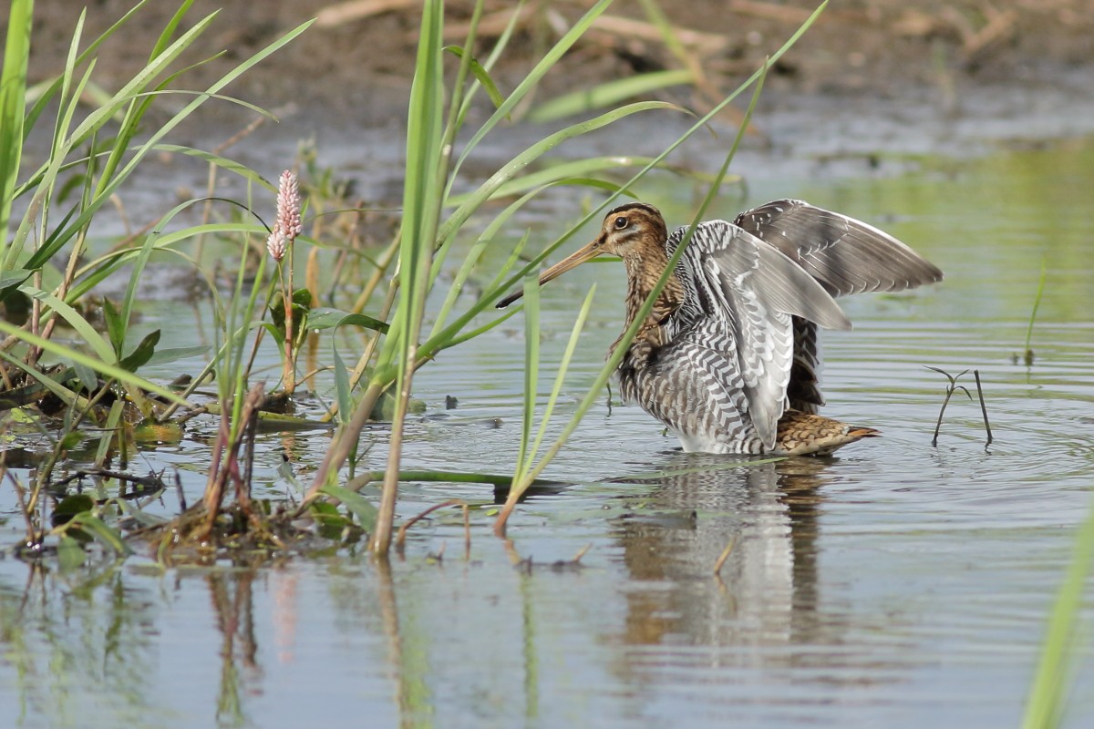Common Snipe - ML638741401