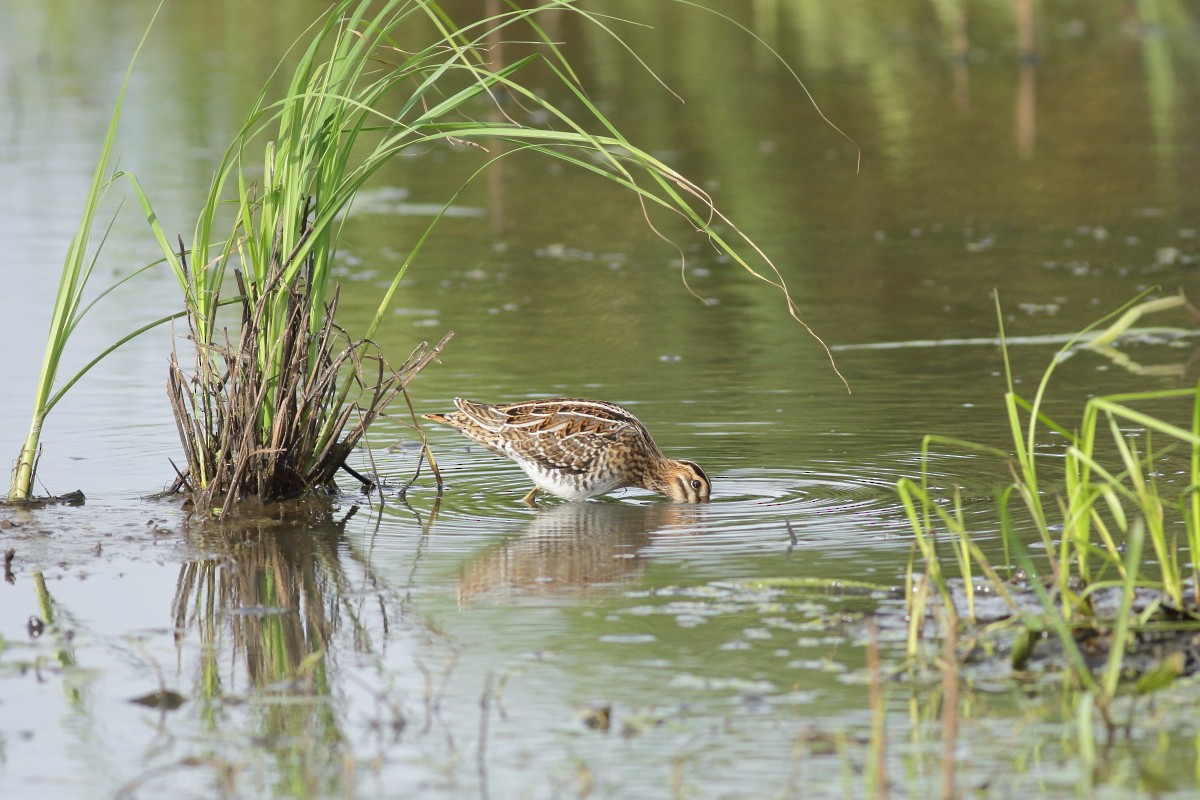 Common Snipe - ML638741402