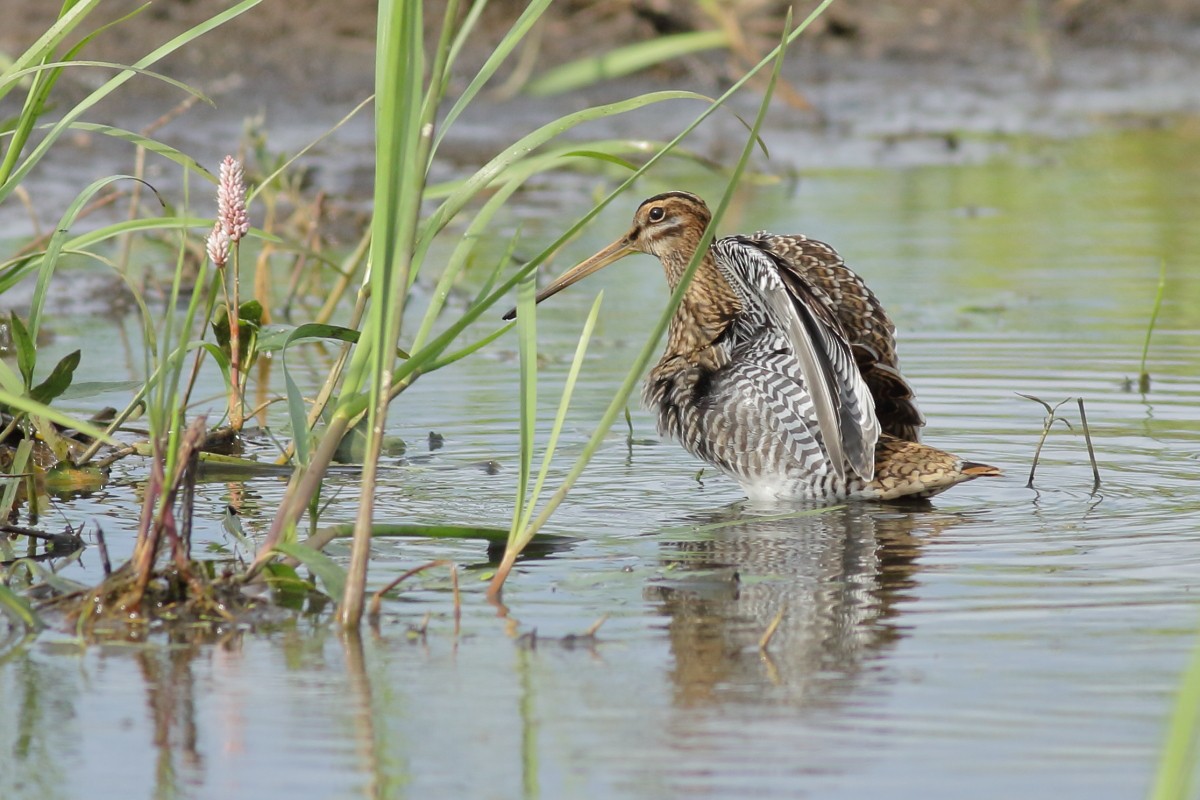 Common Snipe - ML638741403