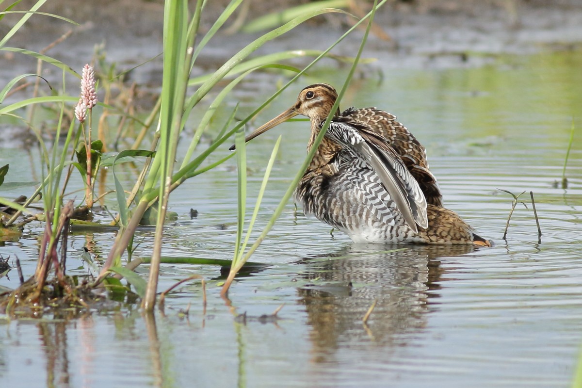 Common Snipe - ML638741404