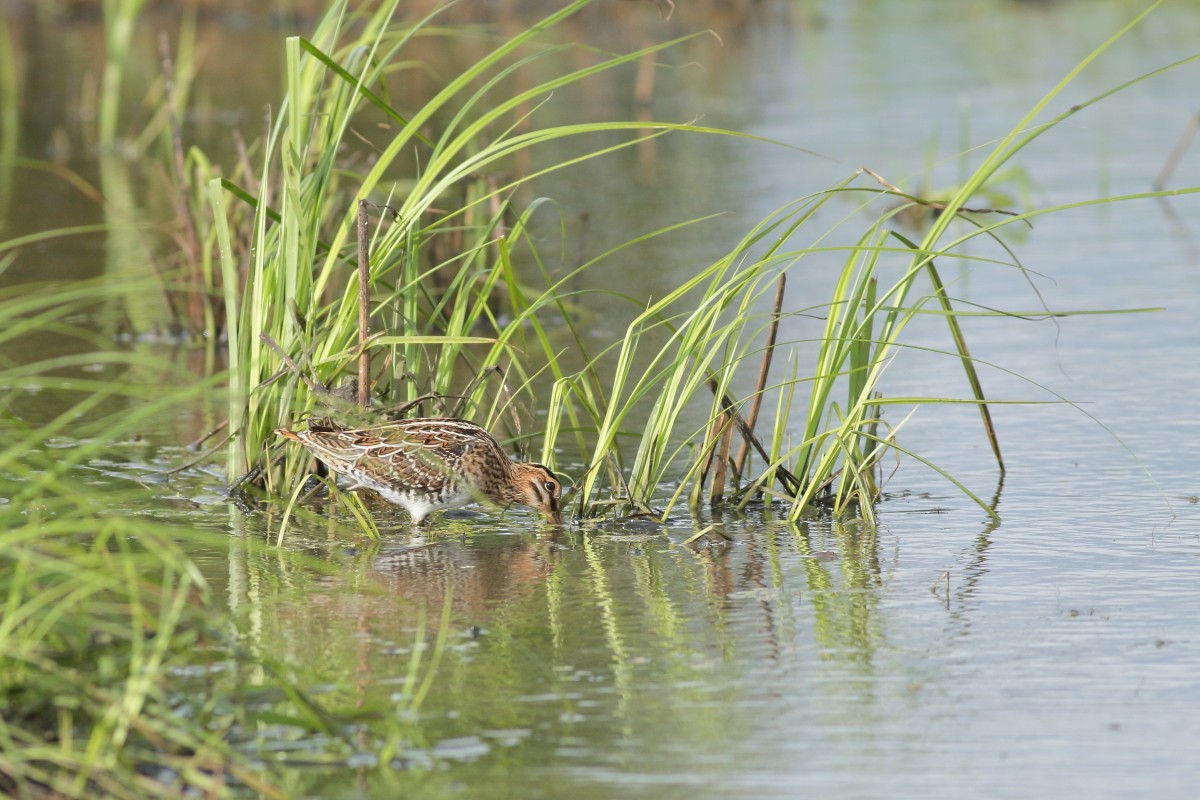 Common Snipe - ML638741406