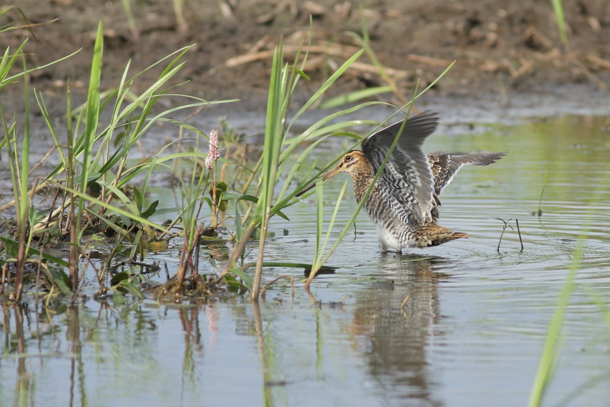 Common Snipe - ML638741408