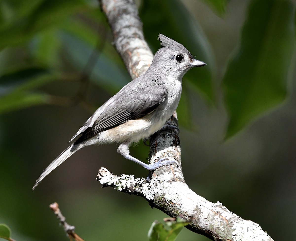 Tufted Titmouse - ML638741409