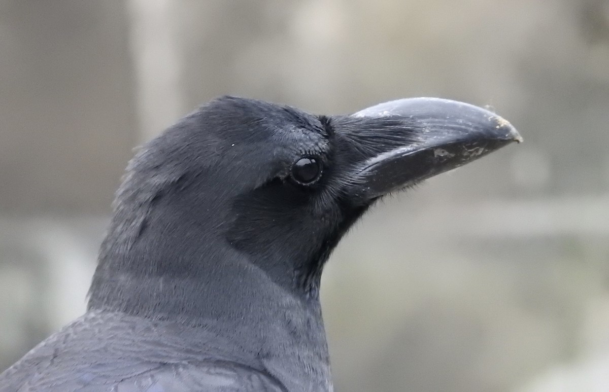 Corbeau à gros bec - ML63874141