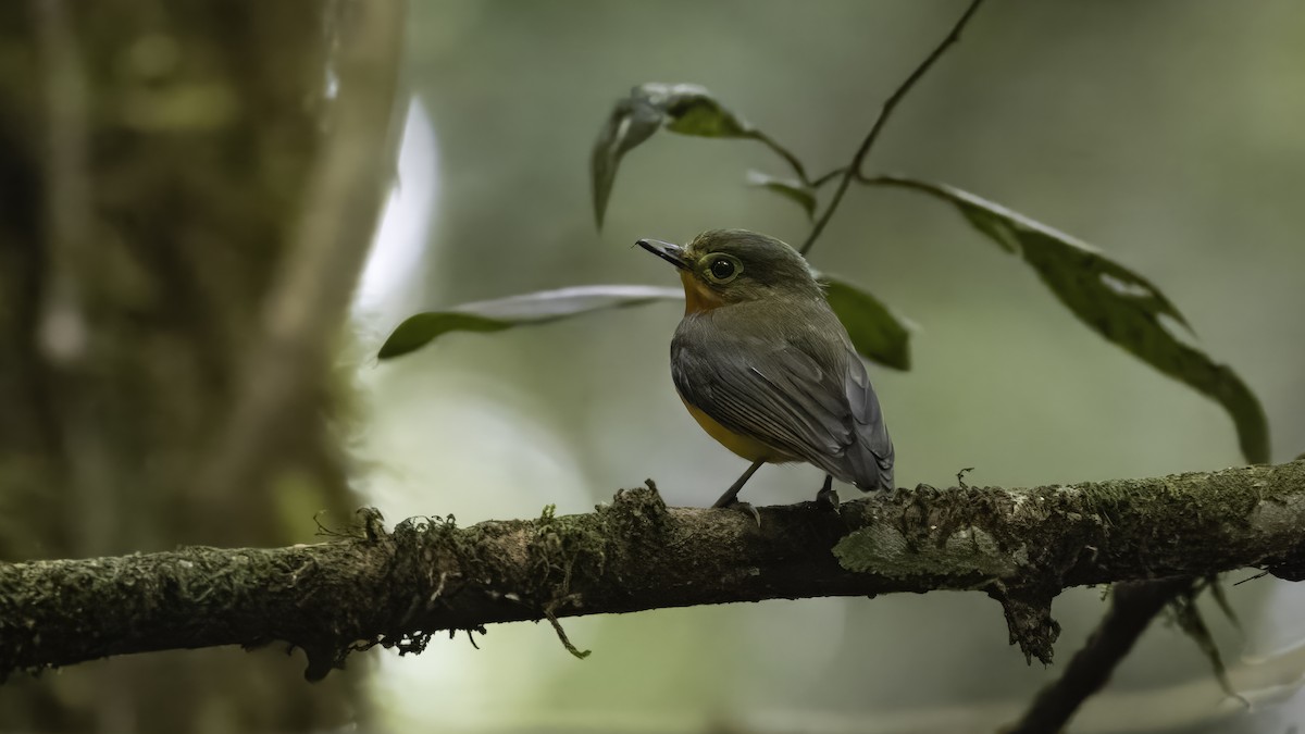 Yellow-bellied Wattle-eye - ML638741410