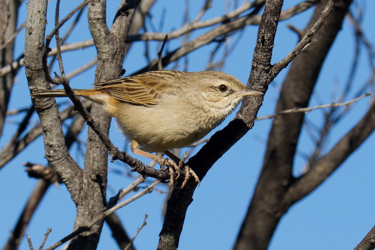 Rufous Songlark - ML638741411