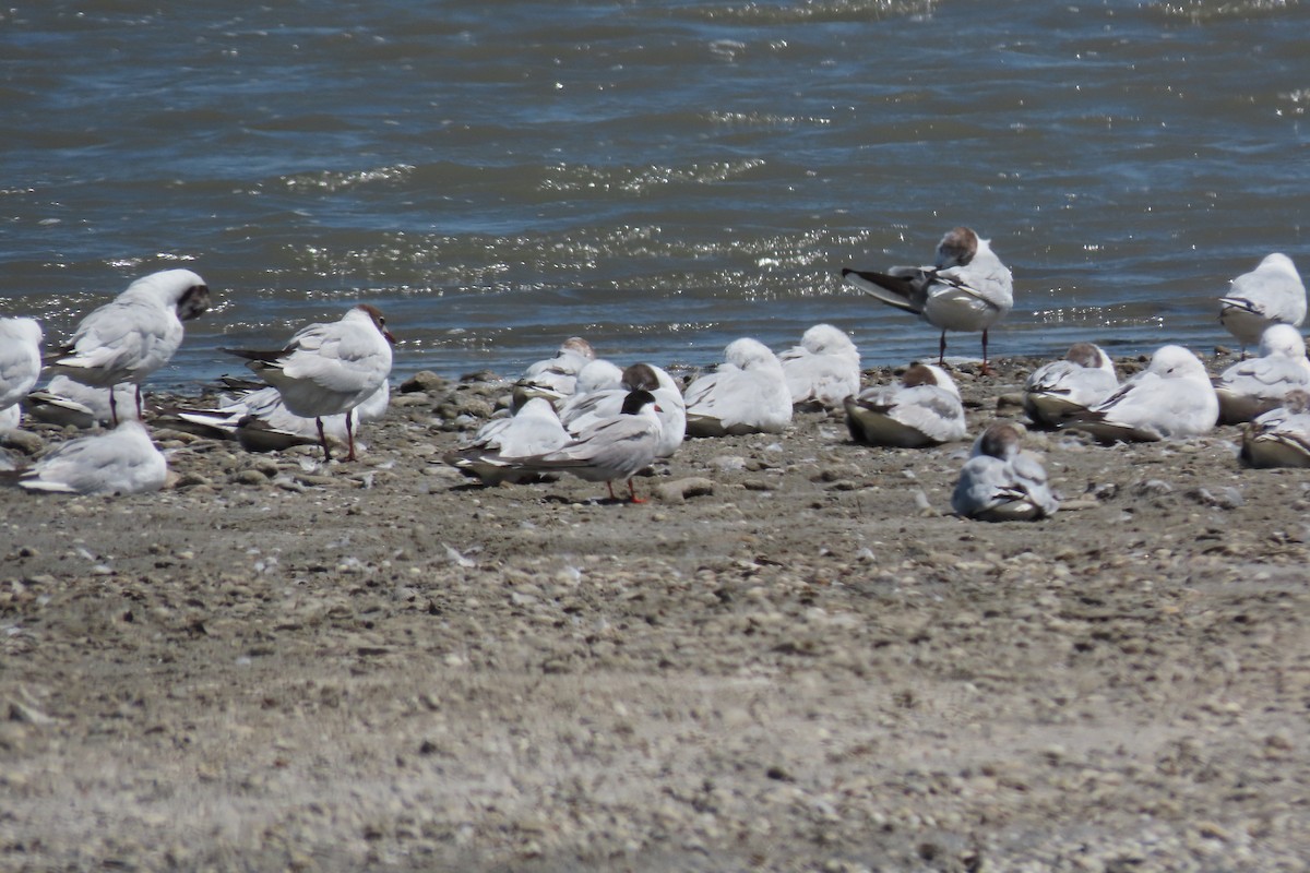 Slender-billed Gull - ML638741417